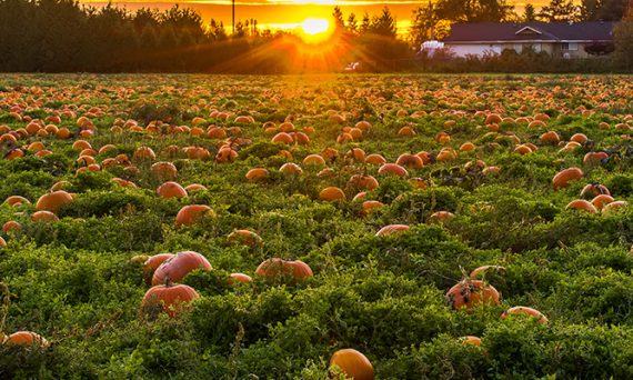 Fall Pumpkin Patch at Sunset