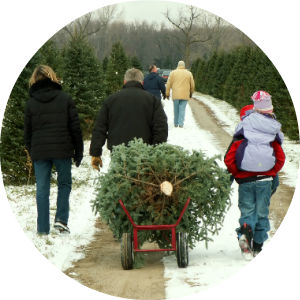 Family Dragging Cut Christmas Tree Down Snowy Road at Christmas Tree Farm