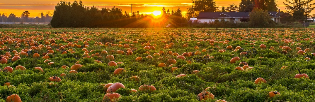 pumpkin patch in sunset
